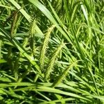 Carex crinita Hostoa