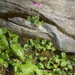 Primula matthioli Habitus