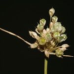 Allium pallens Цвят
