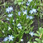 Scilla luciliae Habit