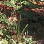 Platanthera sparsiflora Habitat