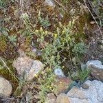 Senecio viscosus Облик