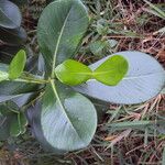 Clusia criuva Hoja