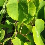 Cercis griffithii Fuelha