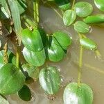 Heteranthera limosa 葉