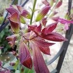 Salvia buchananii Fleur