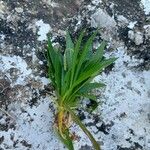 Plantago serraria Lapas