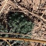 Artemisia frigida Leaf