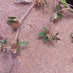 Trifolium scabrum Hoja