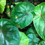 Begonia handelii Folha