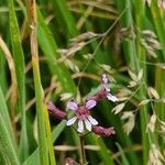 Cuphea racemosa Flower