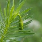 Lilium pyrenaicum Leaf