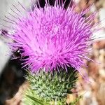 Cirsium vulgare 花