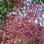 Aralia chinensis Fruit