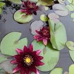 Nymphaea candida Цвят