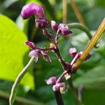 Phaseolus vulgaris Flower