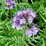 Phacelia tanacetifolia 花