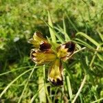 Iris tuberosa Kwiat