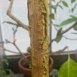 Solandra longiflora 樹皮