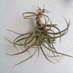 Tillandsia aeranthos 葉