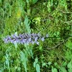 Dactylorhiza maculataFlower