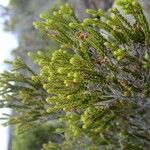 Erica reunionensis Feuille