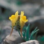 Linaria supina Fleur