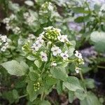Nasturtium officinale Virág