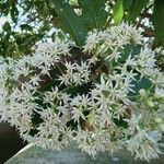Vernonia amygdalina Flower
