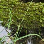 Glyceria fluitans Hàbitat