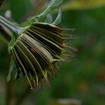 Bidens vulgata Frukt