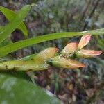 Vriesea carinata Blüte