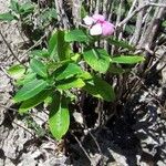 Cryptostegia madagascariensis Leaf