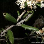 Ceanothus crassifolius Агульны выгляд