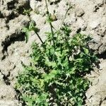 Sonchus oleraceus Leaf