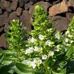 Echium decaisnei Flower