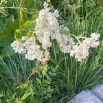 Parthenium integrifolium Çiçek