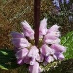 Phlomoides tuberosa 花
