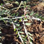 Phyllanthus suffrutescens Altul/Alta