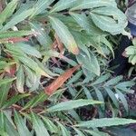 Mahonia fortunei Leaf