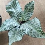 Aphelandra squarrosa 葉