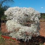 Euphorbia leucocephalaElinympäristö