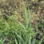 Phragmites australis Leaf