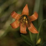 Lilium maritimum Flower