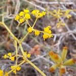 Bupleurum fruticescens Fleur