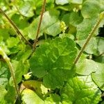 Tellima grandiflora Folha