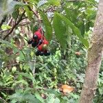 Ardisia compressa Mbuma