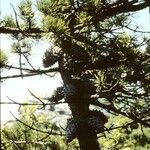 Pinus pungens Costuma