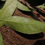 Erythroxylum emarginatum Φύλλο
