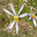 Galatella sedifolia Floare